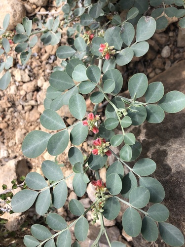 Indigofera coerulea