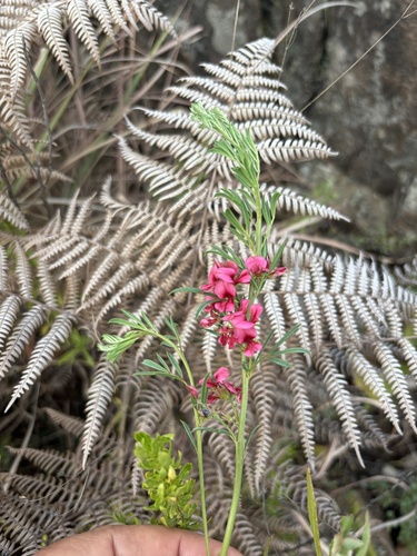 Indigofera compacta — photo
