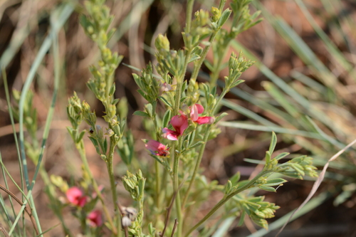 Indigofera compacta — photo