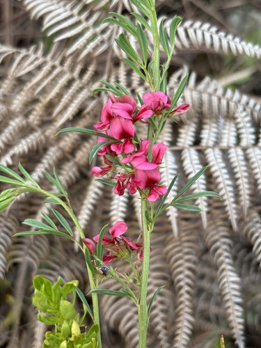 Indigofera compacta