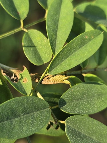 Indigofera galegoides — photo