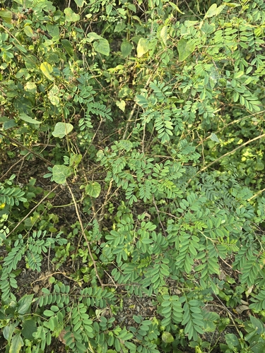 Indigofera galegoides — photo