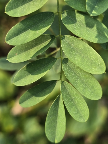 Indigofera galegoides