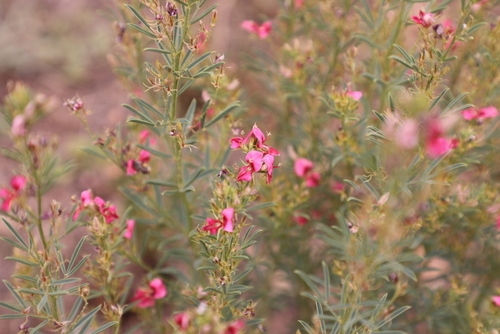 Indigofera hilaris (Red indigo bush) — photo