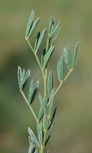 Indigofera hilaris (Red indigo bush) — photo
