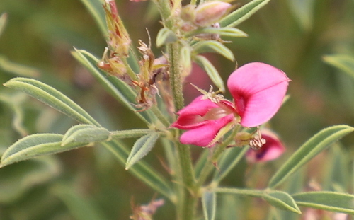 Indigofera hilaris