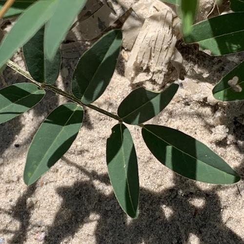 Indigofera hochstetteri — photo