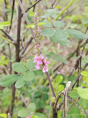 Indigofera tinctoria (Indigo) — photo