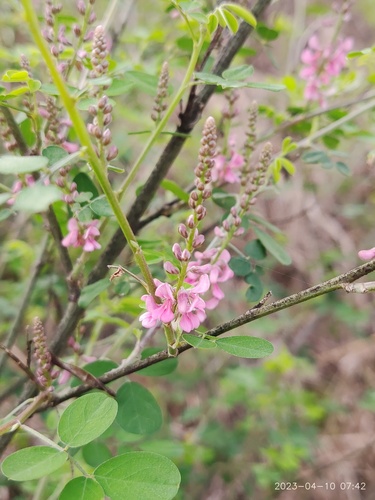 Indigofera tinctoria (Indigo) — photo