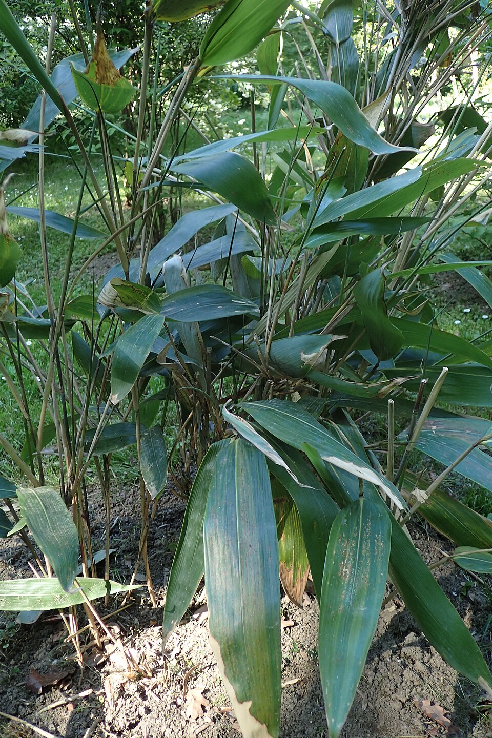 Indocalamus hamadae — photo