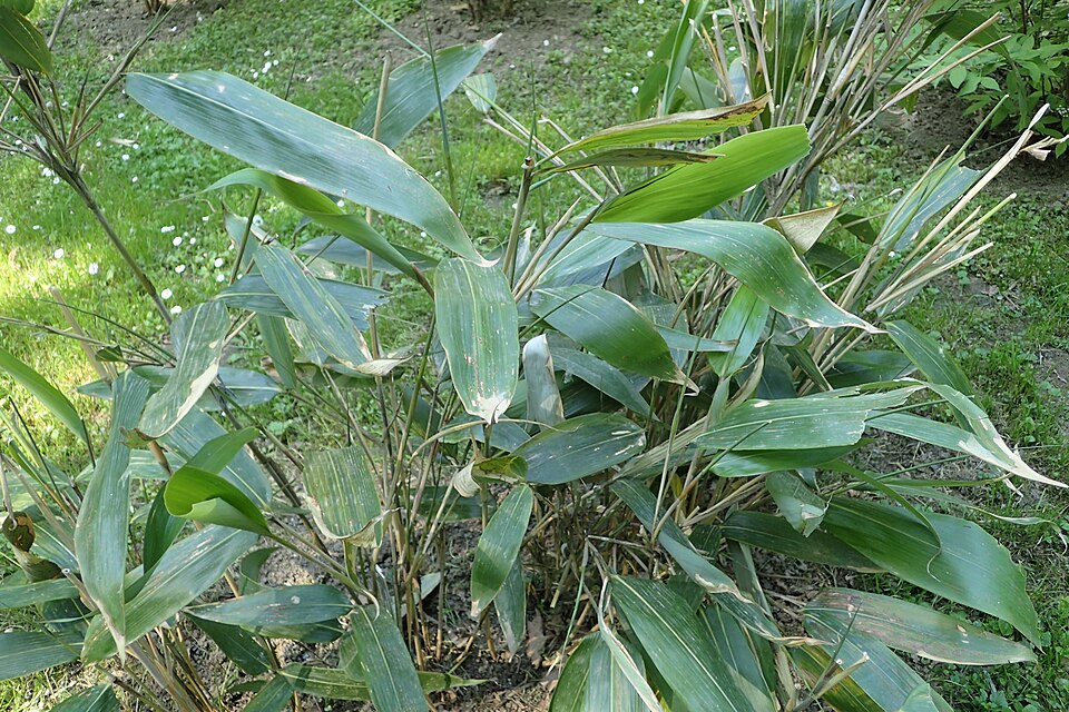 Indocalamus hamadae