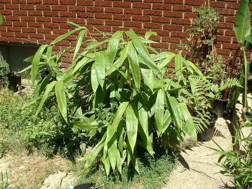 Indocalamus tessellatus (Large-leaved bamboo) — photo