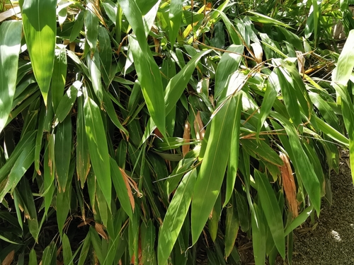 Indocalamus tessellatus