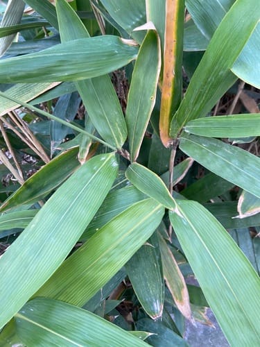 Indocalamus tessellatus (Large-leaved bamboo) — photo