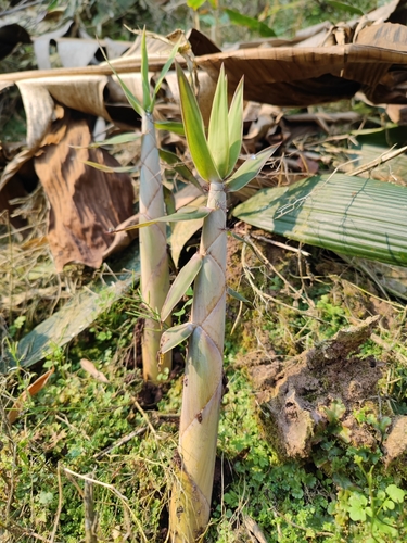 Indosasa singulispicula