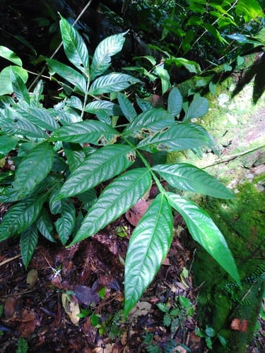 Inga acreana