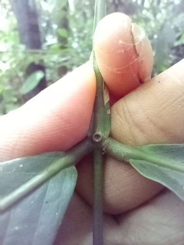 Inga acrocephala (Swit'bonki) — photo