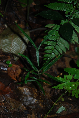 Inga acuminata