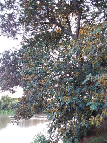 Inga affinis (Guama tree) — photo