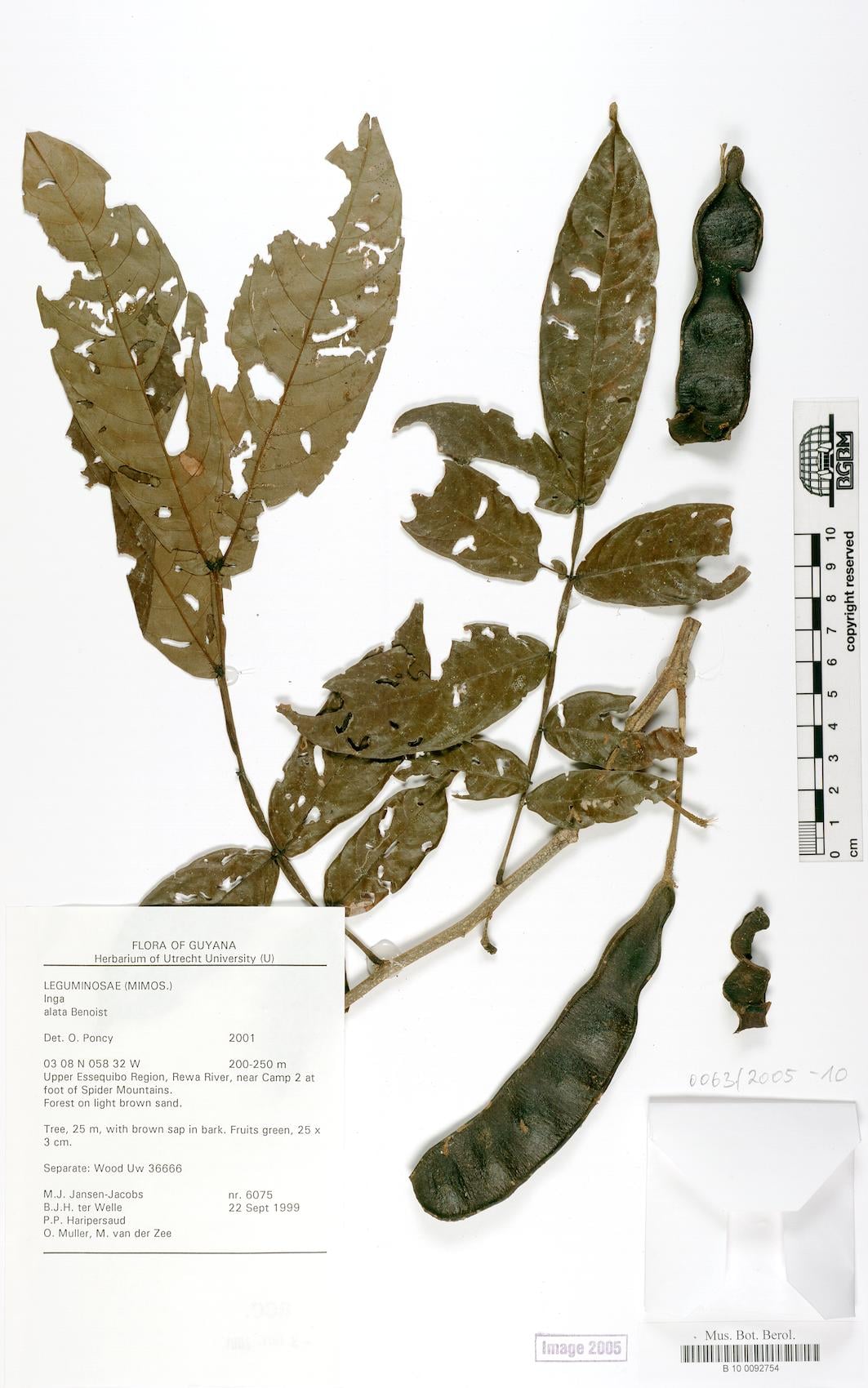 Inga alata