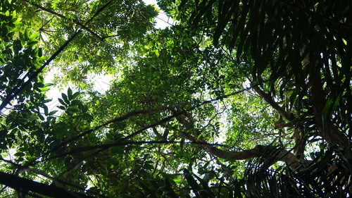 Inga alba (White inga) — photo
