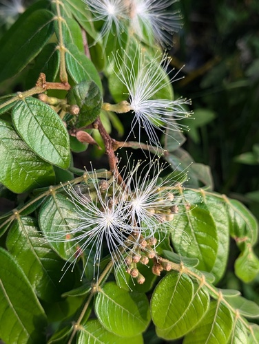 Inga aria (Aria inga) — photo