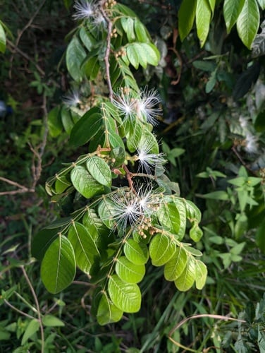 Inga aria (Aria inga) — photo