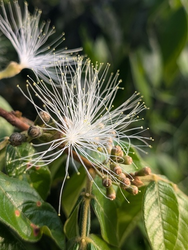 Inga aria