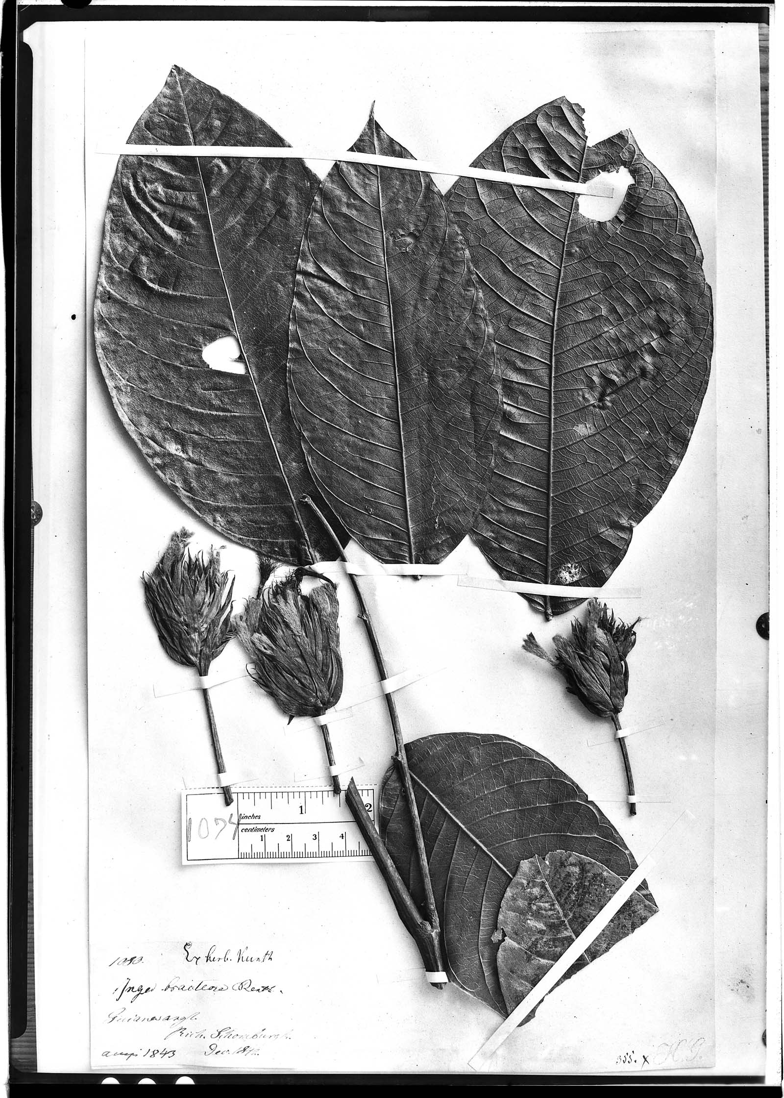 Inga bracteosa — photo