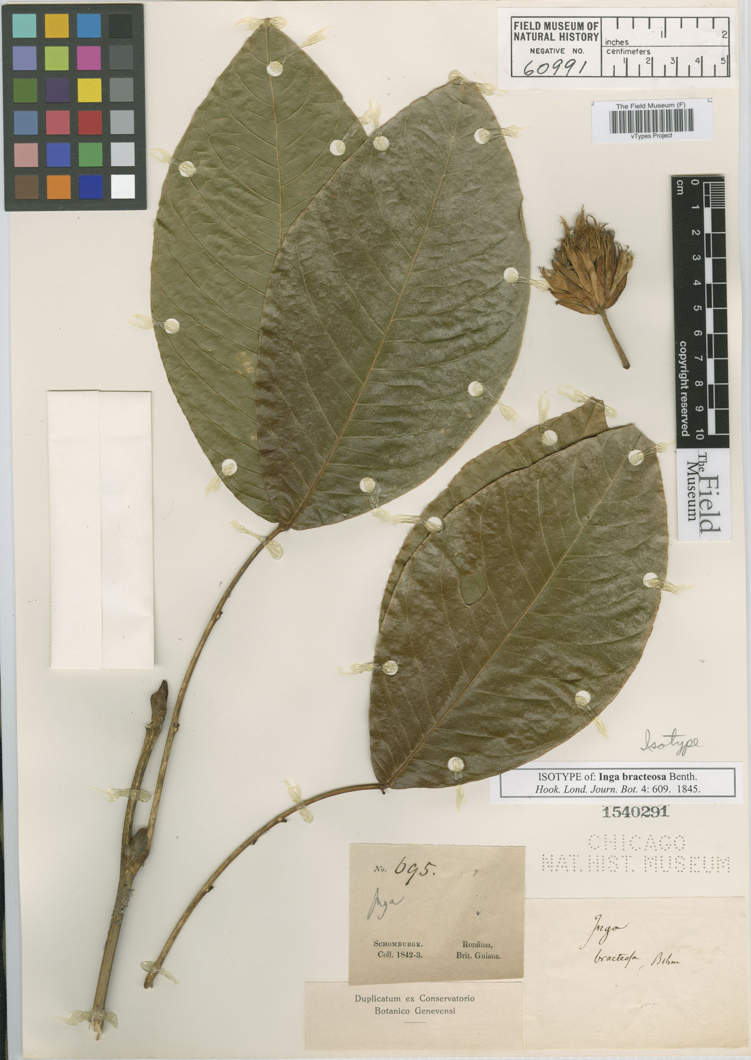 Inga bracteosa — photo