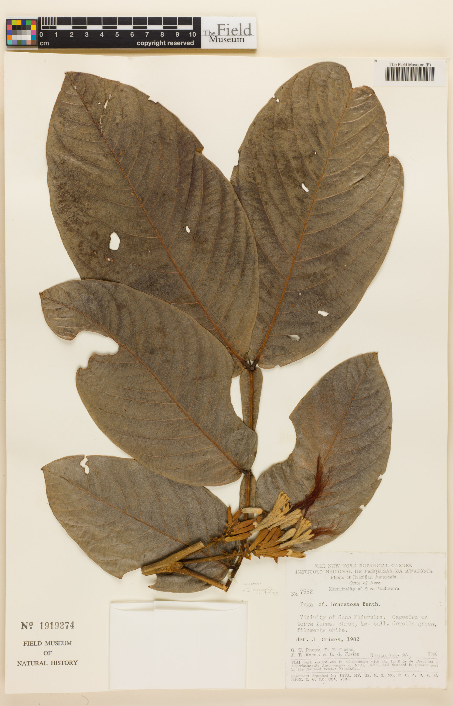 Inga bracteosa