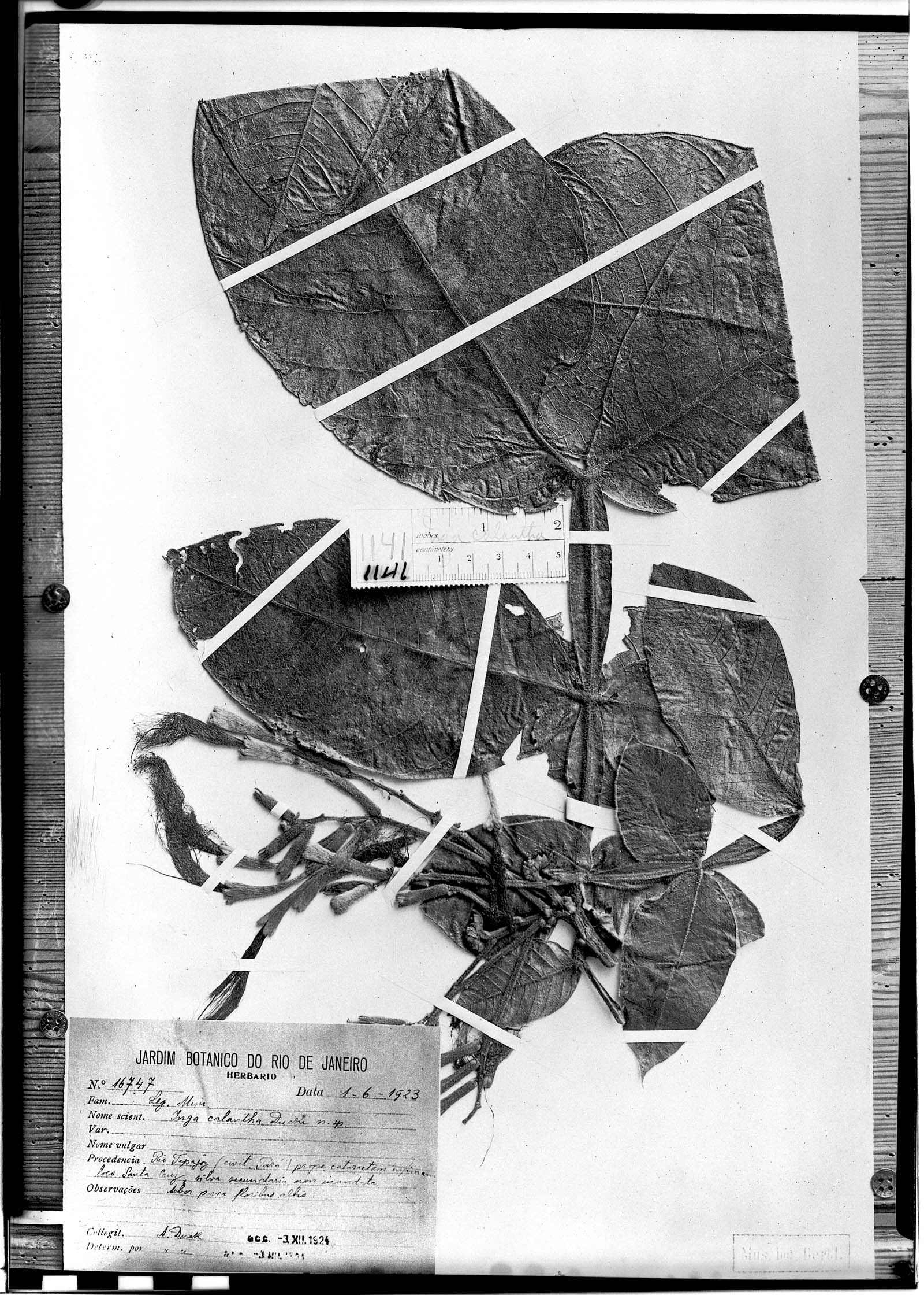 Inga calantha — photo