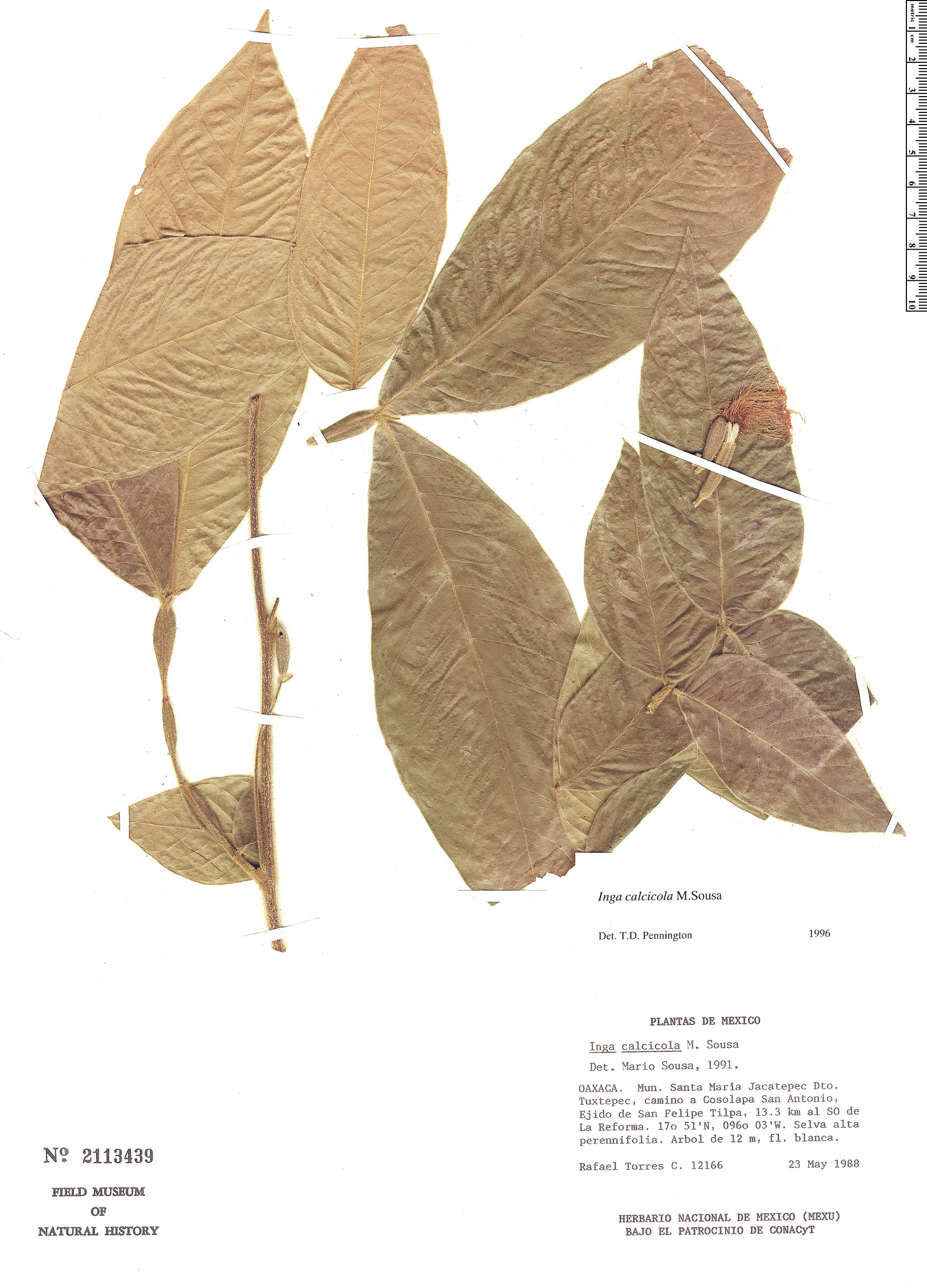 Inga calcicola (Calcicolous inga) — photo