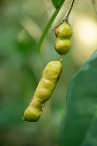 Inga capitata — photo