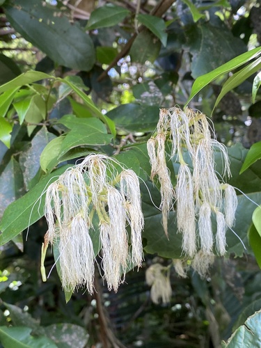 Inga capitata