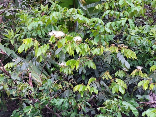 Inga cayennensis (Cayenne inga) — photo