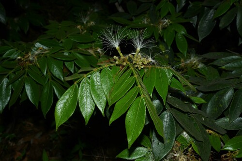 Inga cayennensis (Cayenne inga) — photo