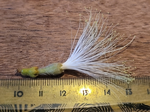 Inga cayennensis