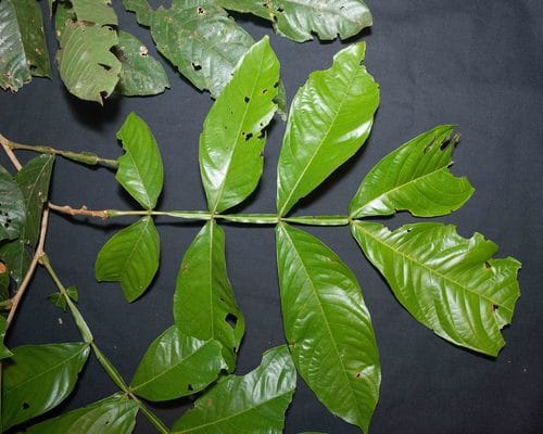 Inga chartacea (Nea bene) — photo