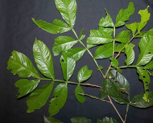 Inga chartacea (Nea bene) — photo