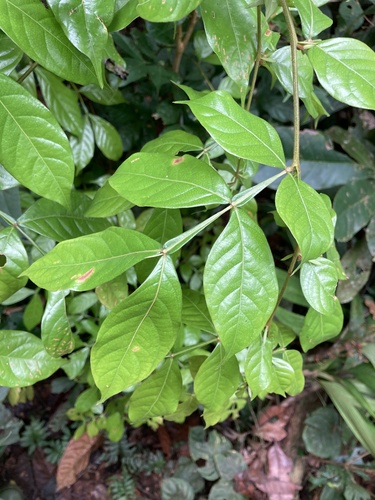 Inga chartacea