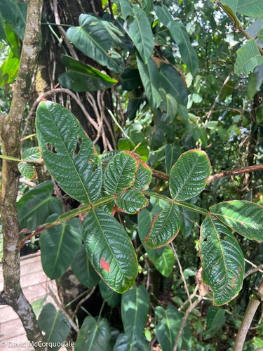Inga chocoensis (ElChoco inga) — photo