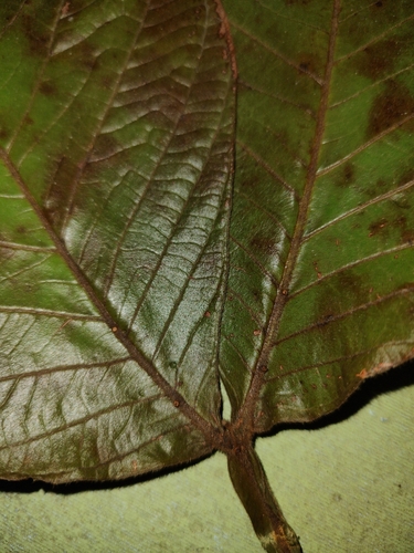 Inga chocoensis (ElChoco inga) — photo