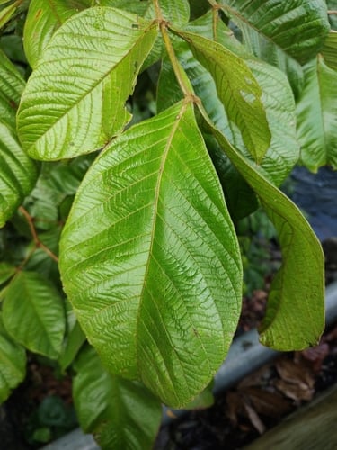Inga chocoensis