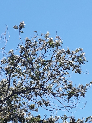 Inga ciliata