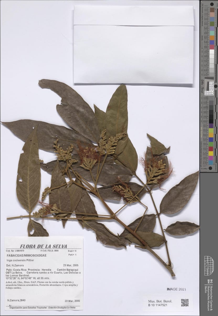 Inga cocleensis (Cocle inga) — photo