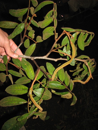 Inga cocleensis