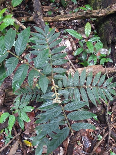 Inga cocleensis (Cocle inga) — photo