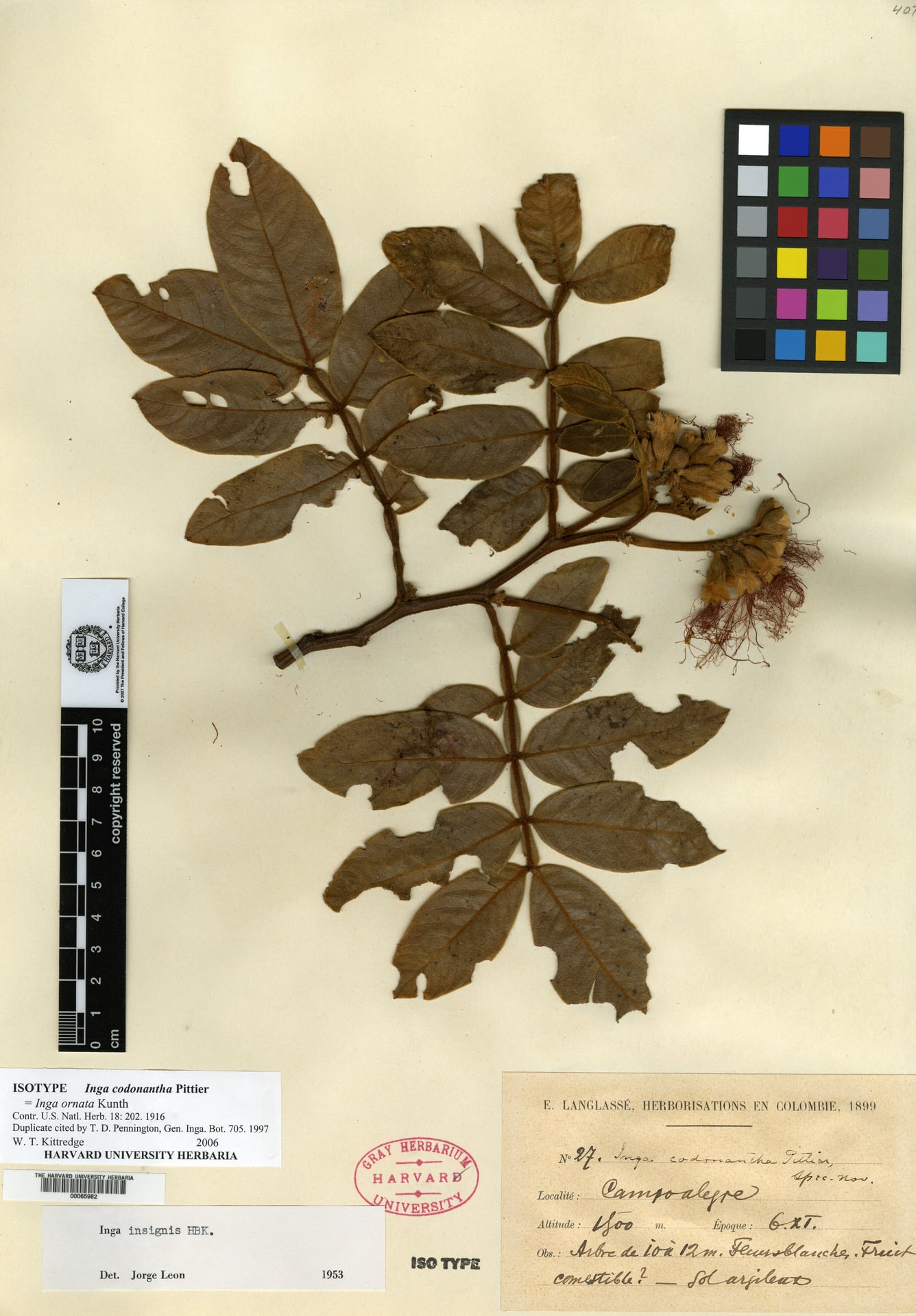 Inga codonantha — photo