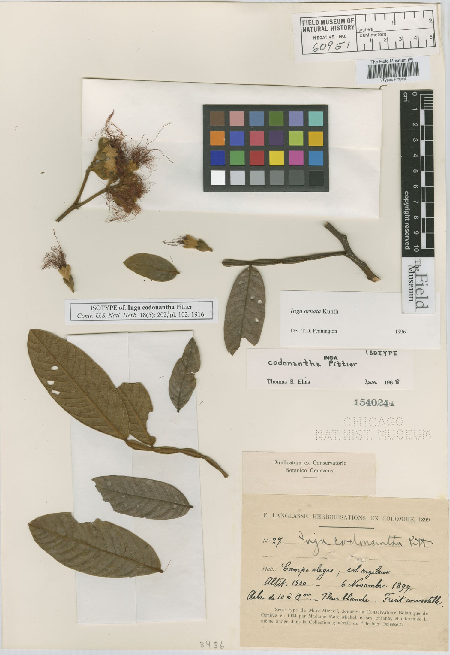 Inga codonantha